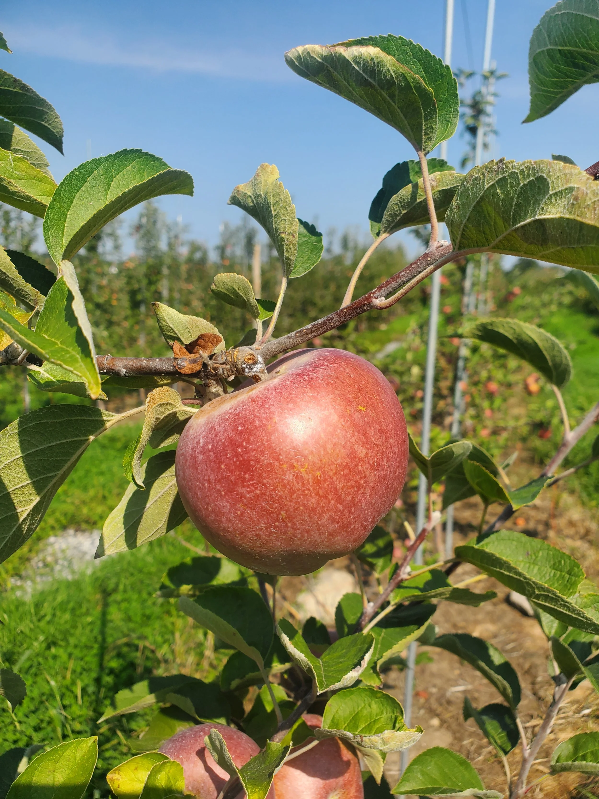 Apple Picking | Hidden Gem Orchard | Southbury, CT